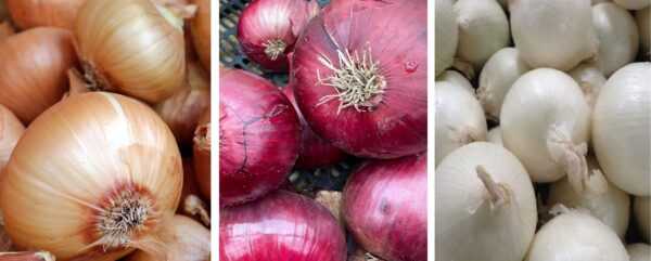Onion Sets Winter Selection Packs 1000g and 1500g