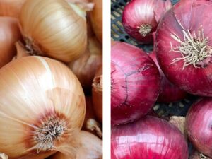 Onion / Shallot LARGE Sets 500g Bag (Onions ~70 bulbs) / (Shallots 20-30 bulbs)