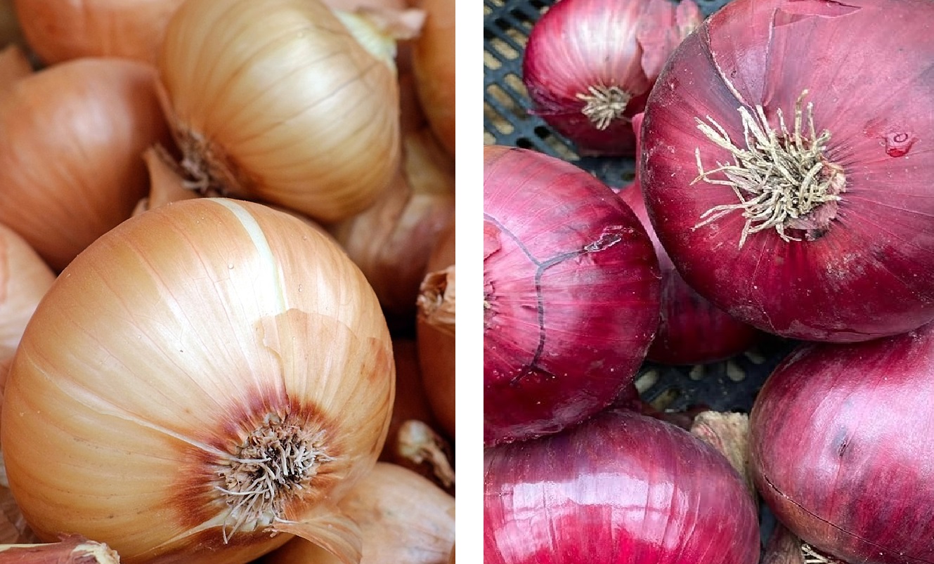 Onion / Shallot LARGE Sets 500g Bag (Onions ~70 bulbs) / (Shallots 20-30 bulbs)