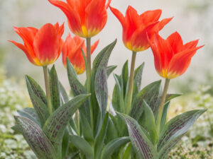 Park Dreamway Tulip Bulbs