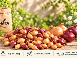 Onion Sets for Spring Planting – Selection Pack | 1kg or 1.5kg