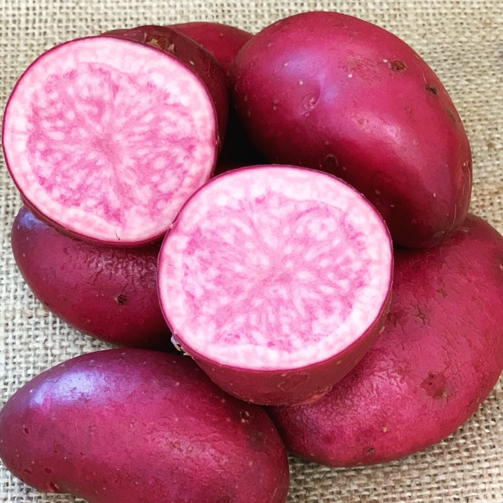 RUBY MAGIC Seed Potatoes Buy Seed Potatoes Online at Patch