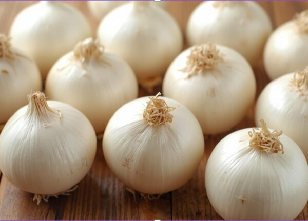 SNOWBALL Onion Sets - 500g Pack. (60-70 Bulbs) Premium White Onion Sets for Autumn & Overwinter Planting. EXTRA LARGE SETS 21/24mm