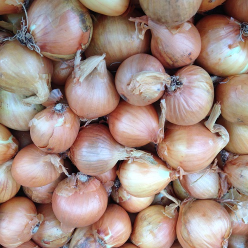 Shallot Collection – Longor, Golden Gourmet & Red Biztro – 3 x 500g - Image 2