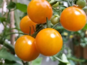 Cherry Tomato: Sungold Select II Organic Seed