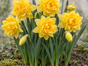 Tête Bouclé Daffodil Bulbs