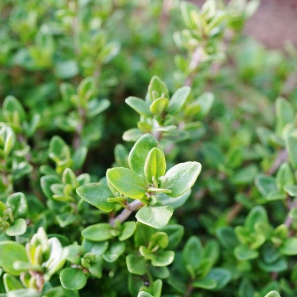 thyme