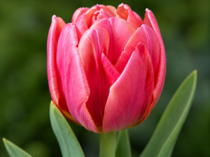 Pink Symbiose Tulip Bulbs – Premium 11/12 Spring Flowering Bulbs