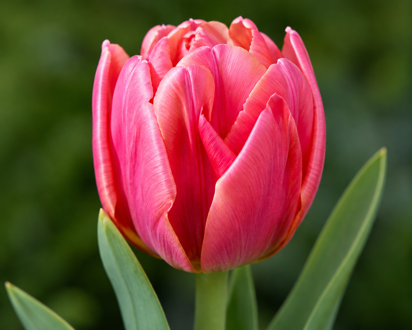 Pink Symbiose Tulip Bulbs – Premium 11/12 Spring Flowering Bulbs