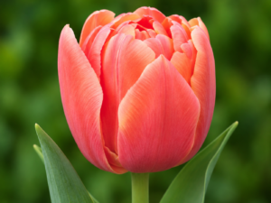 Salmon Symbiose Tulip Bulbs – Premium 11/12 Spring Flowering Bulbs