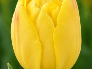 Yellow Symbiose Tulip Bulbs – Premium 11/12 Spring Flowering Bulbs