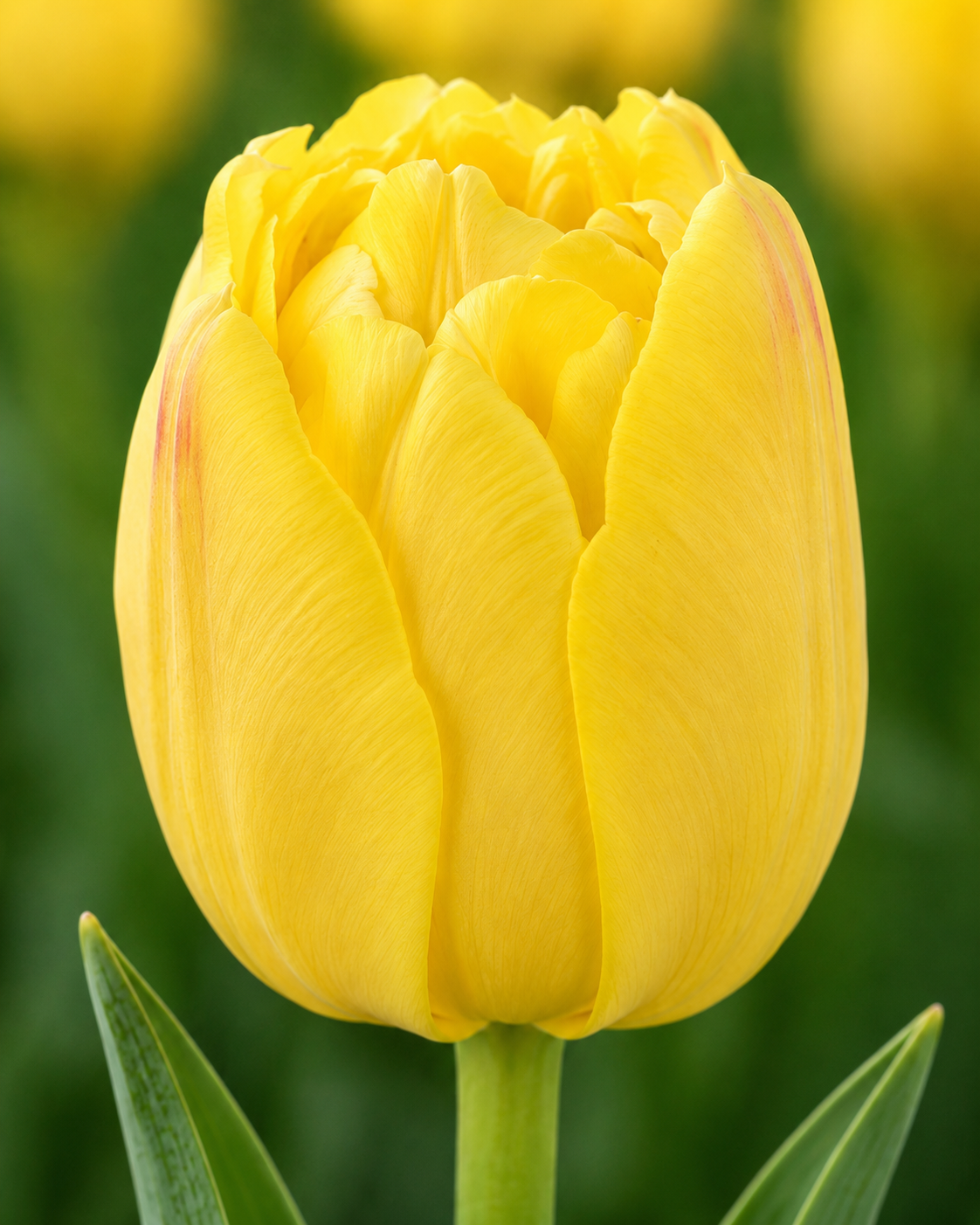 Yellow Symbiose Tulip Bulbs – Premium 11/12 Spring Flowering Bulbs