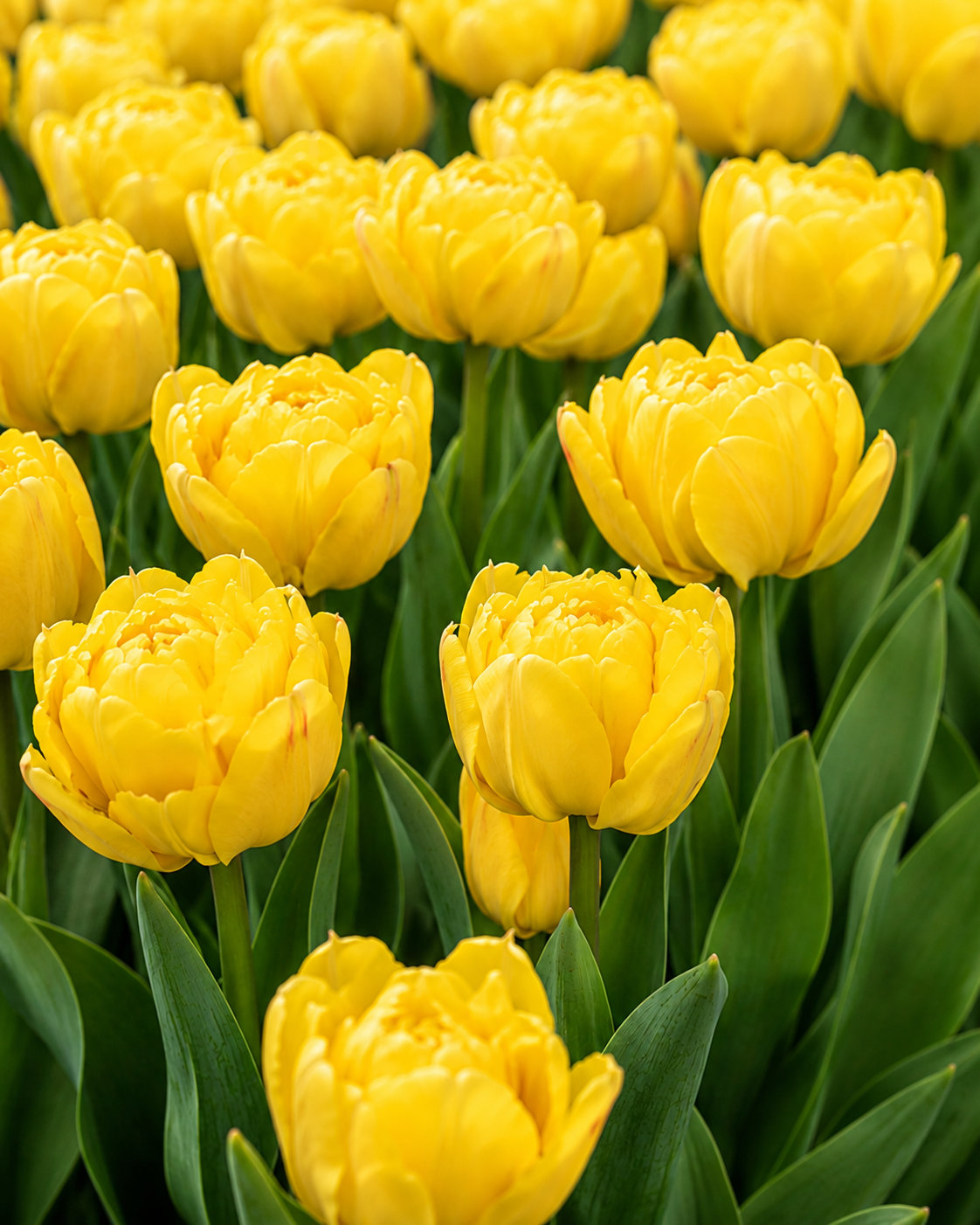 Yellow Symbiose Tulip Bulbs – Premium 11/12 Spring Flowering Bulbs - Image 2