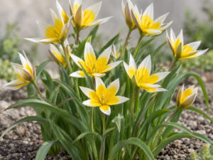 Tulipa tarda Bulbs