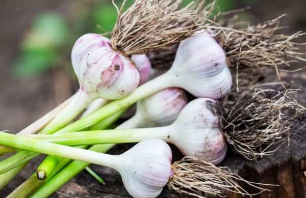 Autumn Planting Garlic Selection Pack – Kingsman Maddock & Carcassonne - 6 or 9 Bulb Pack - Image 6