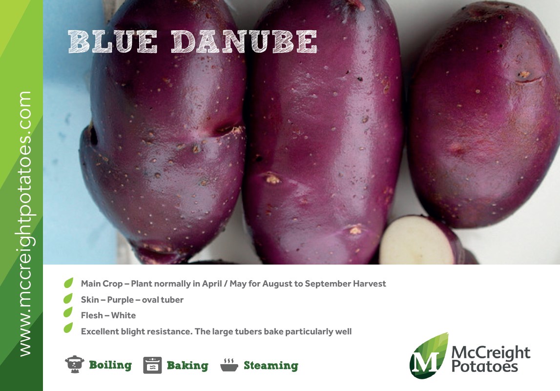 Blue Danube Seed Potatoes - Image 2