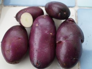 Blue Danube Seed Potatoes
