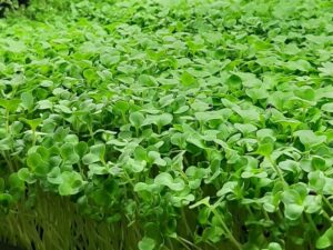 Organic Broccoli Microgreen Seeds - 125g Pack