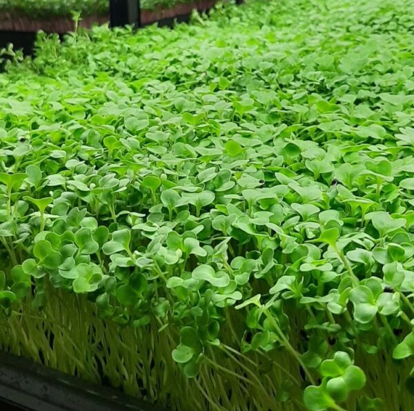 Organic Broccoli Microgreen Seeds - 125g Pack