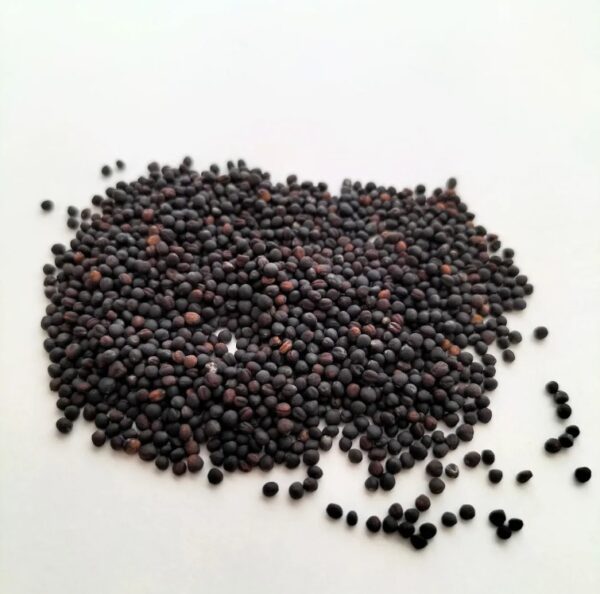 Organic Broccoli Microgreen Seeds - 125g Pack - Image 2
