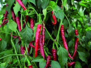Chilli Pepper: Cayenne Long Slim Organic Seed