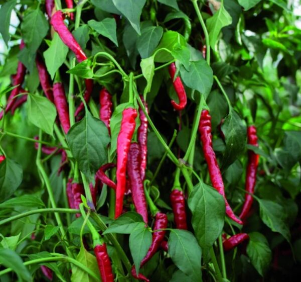 Chilli Pepper: Cayenne Long Slim Organic Seed