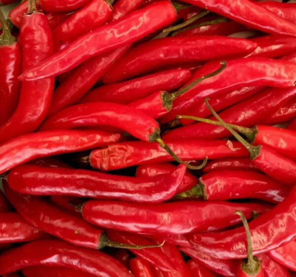 Chilli Pepper: Westlandse Lange Rode Organic Seed