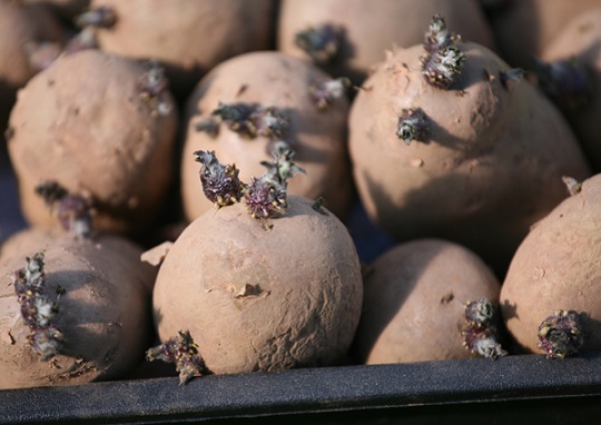 Seed potatoes showing short, sturdy purple shoots before planting