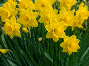 Dutch Master Daffodil Bulbs â Premium 12/14 Spring Flowering Bulbs