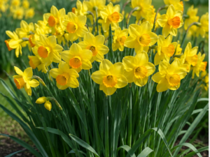 Golden Dawn Daffodil Bulbs â Premium 14/16 Spring Flowering Bulbs