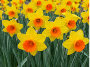 Red Devon Daffodil Bulbs â Premium 12/14 Spring Flowering Bulbs