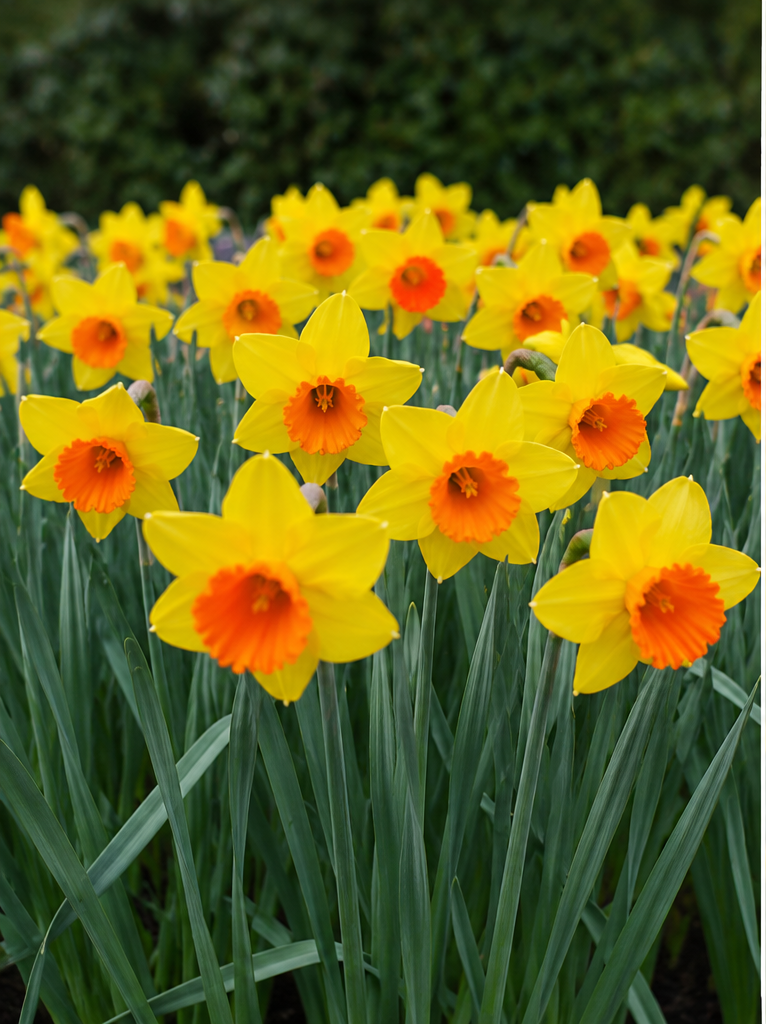Red Devon Daffodil Bulbs – Premium 12/14 Spring Flowering Bulbs