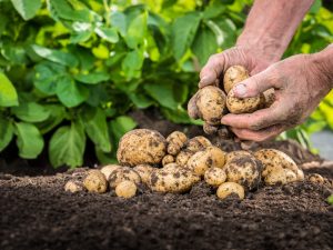 seed potatoes