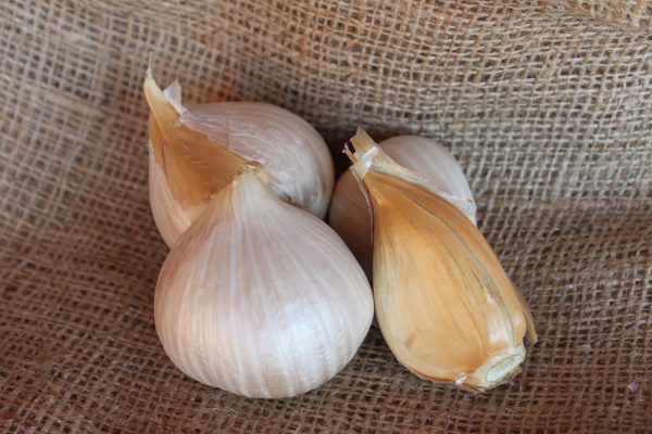 ELEPHANT Garlic - 3, 6 or 10 Clove Packs - Image 3