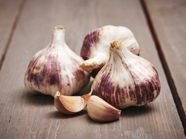 germidour