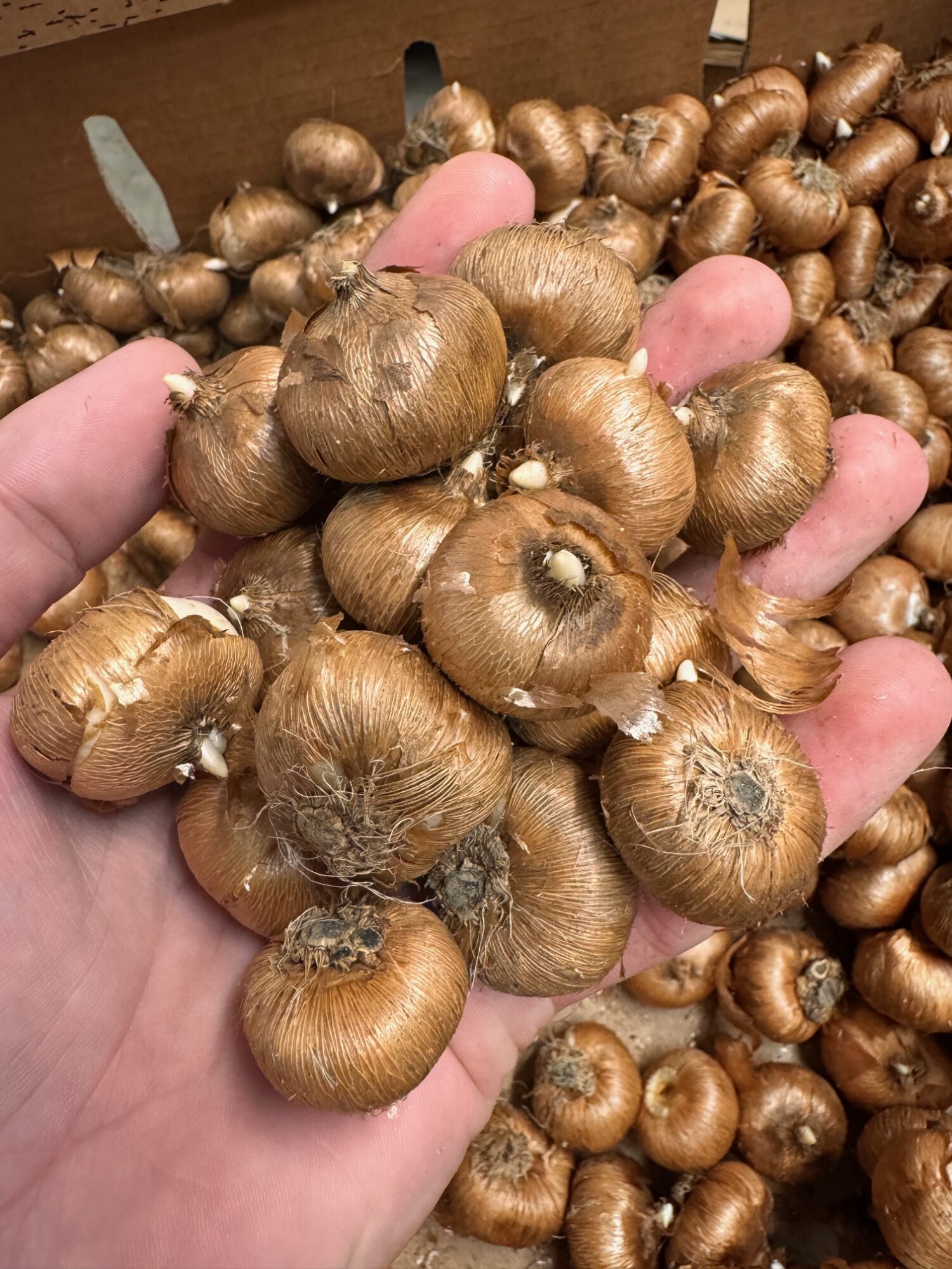 Crocus Mix Spring Bulb Collection - Image 2