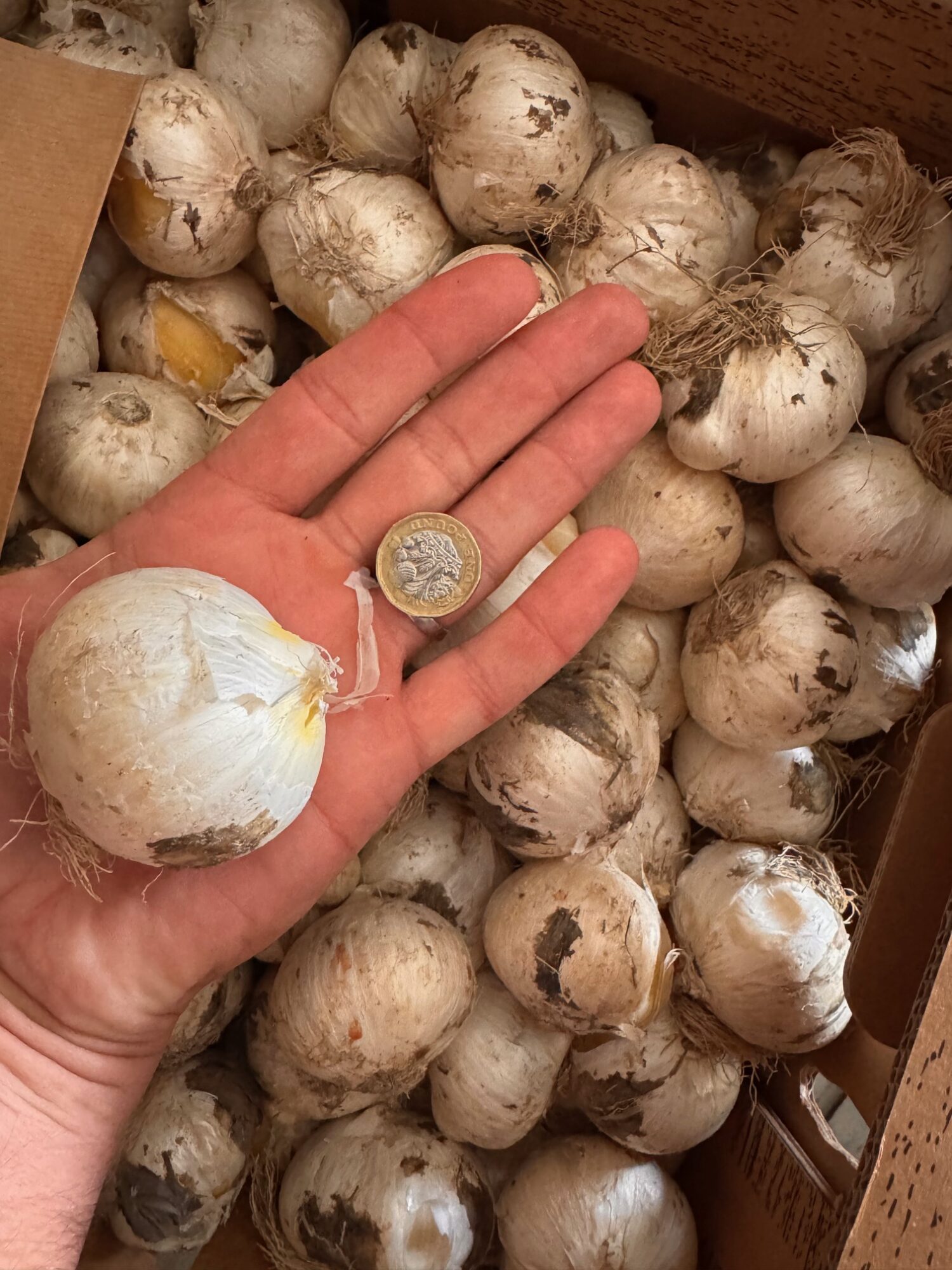 Mount Everest Allium Bulbs - Image 2