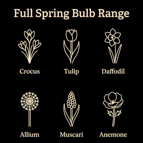 Mixed Spring Bulb Collection - Luxury Mixed Spring Flowering Perennial Bulbs - Image 6