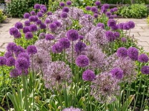Allium Bulbs Mix Spring Bulb Collection
