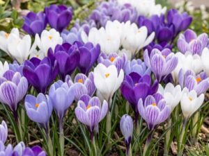 Crocus Bulb Mix Spring Bulb Collection
