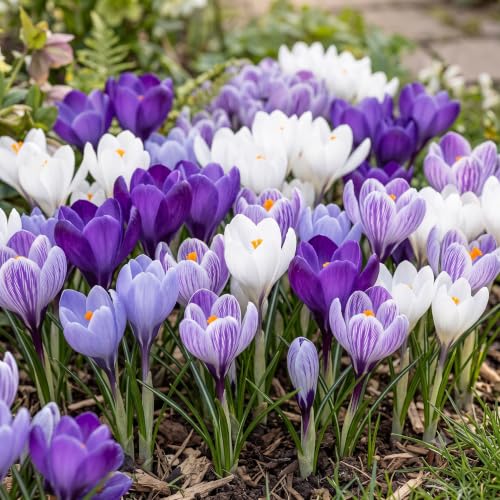Crocus Bulb Mix Spring Bulb Collection