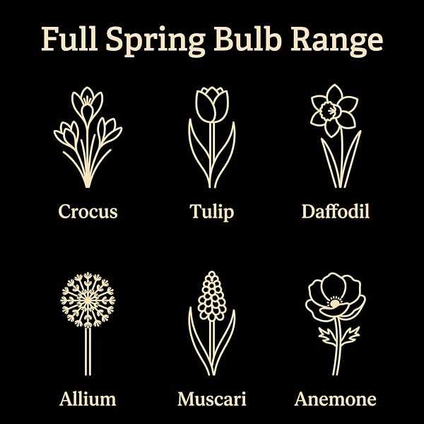 Tulip Spring Bulb Collection - Image 6