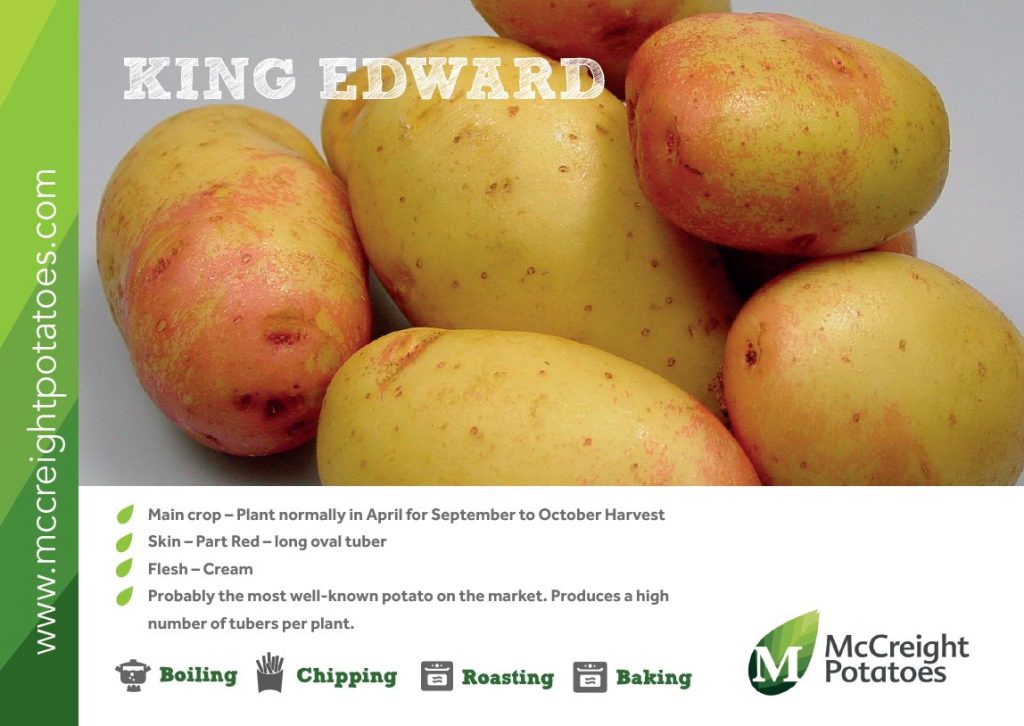 King Edward Seed Potatoes Patch