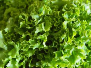 Lettuce: (Oakleaf) Green Salad Bowl Organic Seed