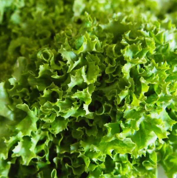 Lettuce: (Oakleaf) Green Salad Bowl Organic Seed