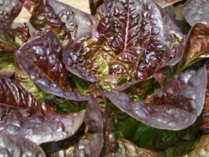 Lettuce: Cos Little Leprechaun Organic Seed