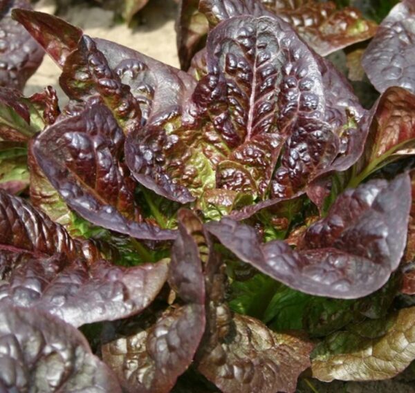 Lettuce: Cos Little Leprechaun Organic Seed