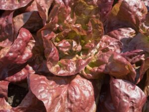 Lettuce: (Butterhead) Marvel Of 4 Seasons Organic Seed