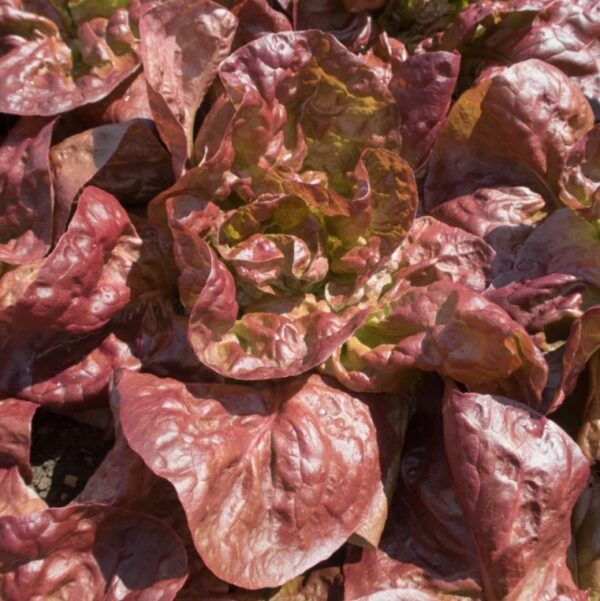 Lettuce: (Butterhead) Marvel Of 4 Seasons Organic Seed