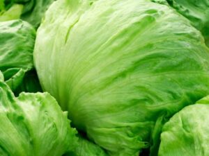 Lettuce: (Iceberg) Saladin Organic Seed